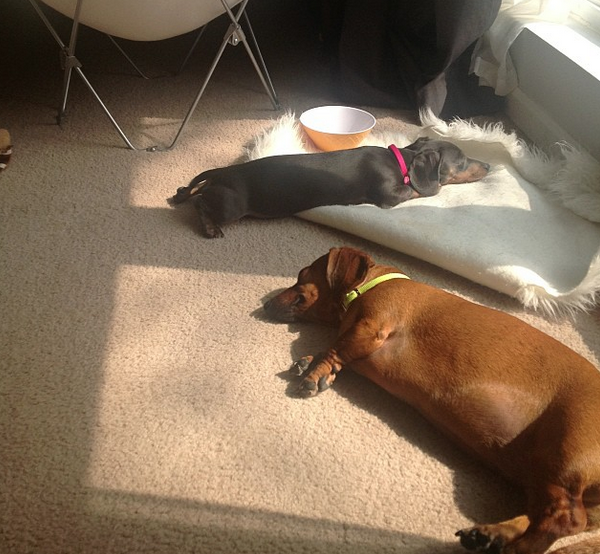Sunday naps. the dachshund blog